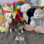 Arlo-cat