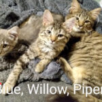 Blue-Willow-Piper-Cat