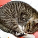 Jack-cat